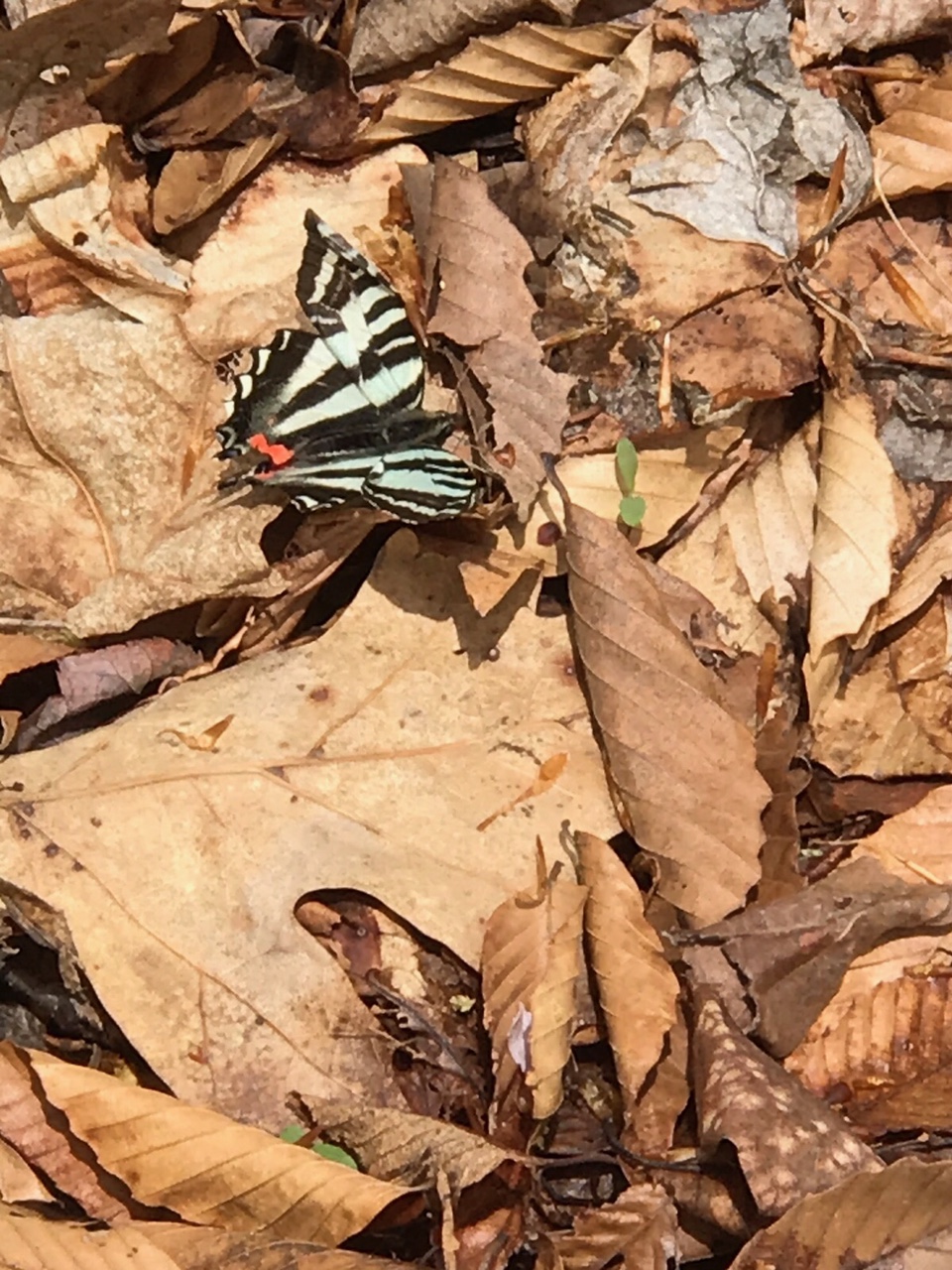 A black-and-white butterfly rests in the middle of a pile of dry leaves.